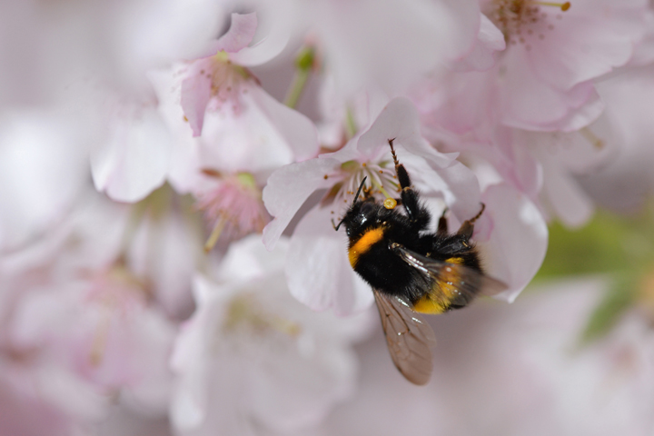 Bumblebees are important pollinators and a new study has concluded that they are being adversely affected by pesticides.