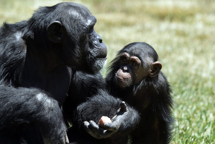 Chimpanzees are one of the living closest relatives to humans, and can teach us about how we evolved. 