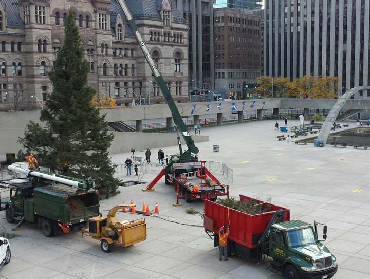 The city installed a 15-metre-high Christmass tree in Nathan Phillips Square Saturday.