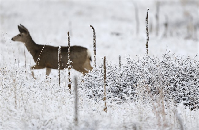A deer forages after a night of fresh snowfall, in Boulder, Colo., Tuesday, Nov. 17, 2015. 