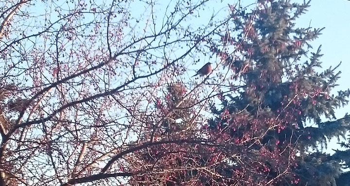 November 30: This Your Saskatchewan photo was taken by Shelley How in Colonsay.