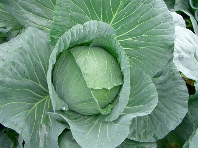 The heavy outer leaves on this green cabbage, still in the field, help protect it from drying out and preserve the colour. It is advised to keep as many of the outer leaves as possible on cabbages destined for long-term storage. 