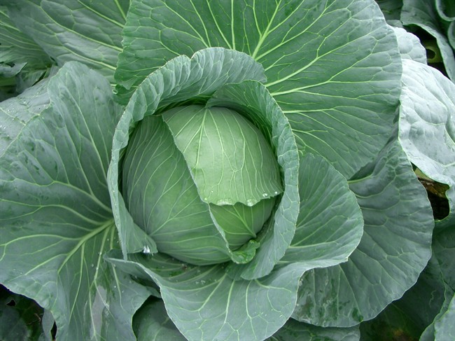 The heavy outer leaves on this green cabbage, still in the field, help protect it from drying out and preserve the colour. It is advised to keep as many of the outer leaves as possible on cabbages destined for long-term storage. 