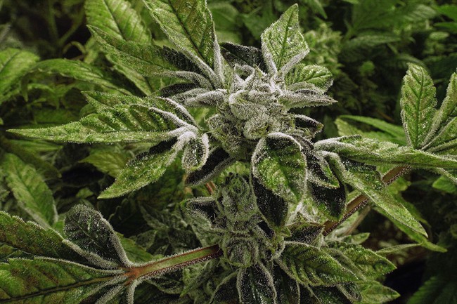 Marijuana plants with their buds covered in white crystals called trichomes, are a few weeks away from harvest at the Ataraxia medical marijuana cultivation center in Albion, Ill., on Sept. 15, 2015.