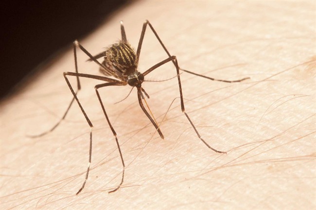 A virus spread by mosquitos has been linked by Brazilian officials to an .