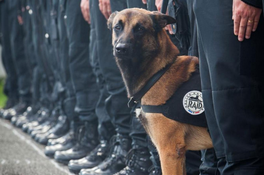 Police named the dog killed in Wednesday's raid as Diesel.