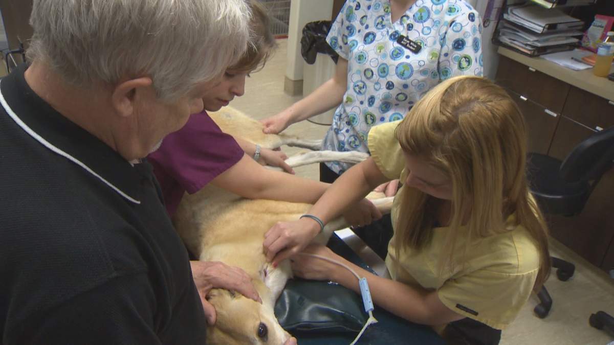 A dog gives blood at a clinic for the Canadian Animal Blood Bank.