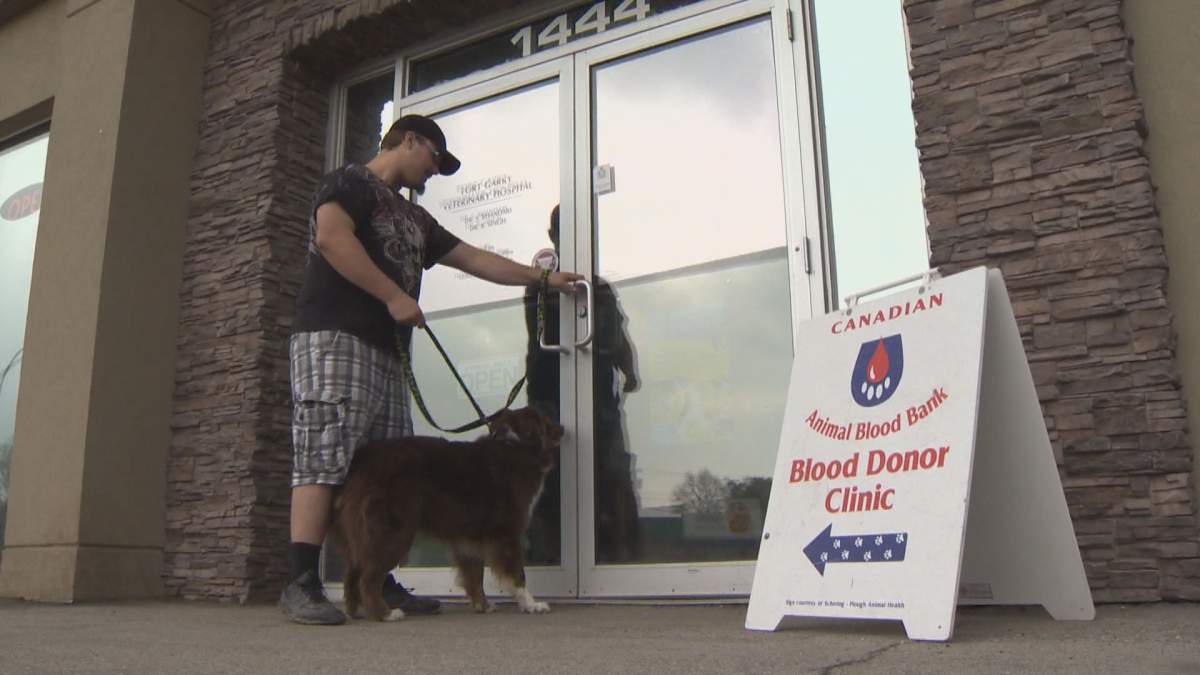 Canadian Animal Blood Bank in need of doggy donors - image