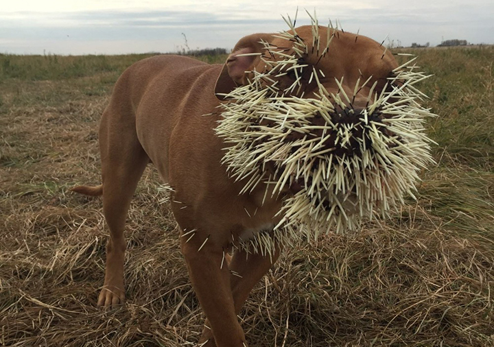 A Saskatchewan man is trying to deal with rising veterinarian bills after three of his dogs had a nasty encounter with a porcupine. 