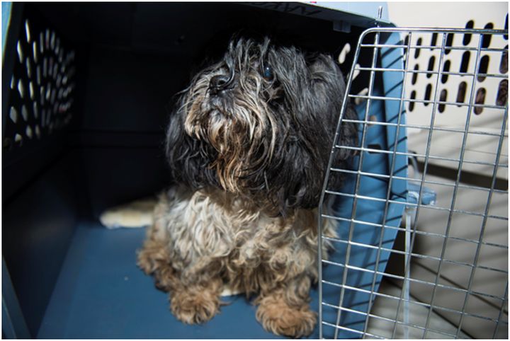 A dog surrendered from a rural property in southern Alberta in November 2015.