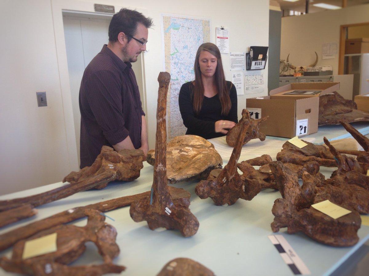 U of S master's student, Eliann Stoffel examines fossils of a woolly mammoth found in 1964.