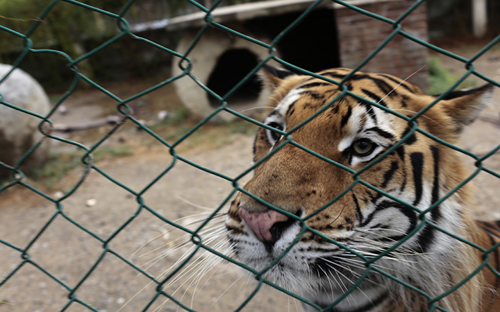 The tiger Ankor, who escaped from a cage at Paradise of Mangroves In Coyuca de Benitez, Guerrero state, Mexico on October 27, 2015.