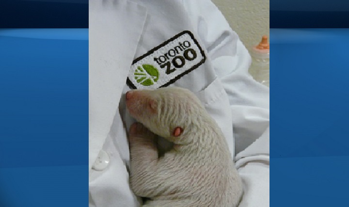 A polar bear cub born at the Toronto Zoo earlier this month has died and its sibling has been moved into intensive care.