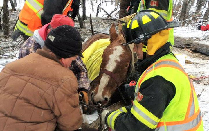 Horses rescued from icy slough by Prince Albert Fire Department and volunteers on Wednesday.