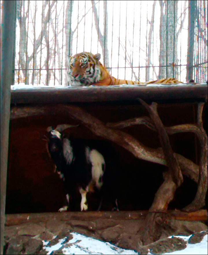 For the past four days, a Siberian Tiger has been reduced to sleeping on the roof of its enclosure thanks to one plucky goat.