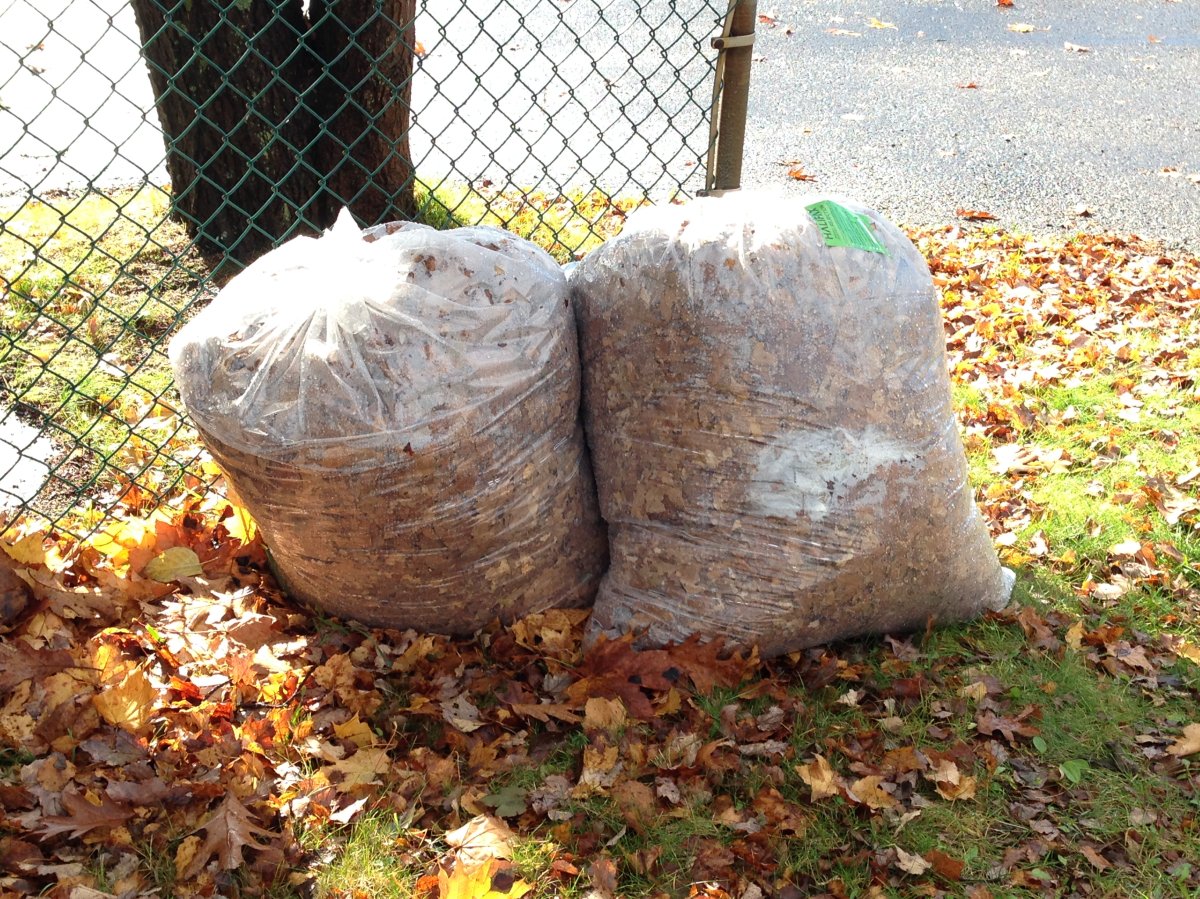 Why experts say you shouldn't bag your leaves this fall : NPR