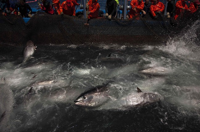 In this Wednesday, April 27, 2011 file photo, Atlantic bluefin tuna are surrounded by fishing nets during the opening of the season for tuna fishing off the coast of Barbate, Cadiz province, southern Spain.