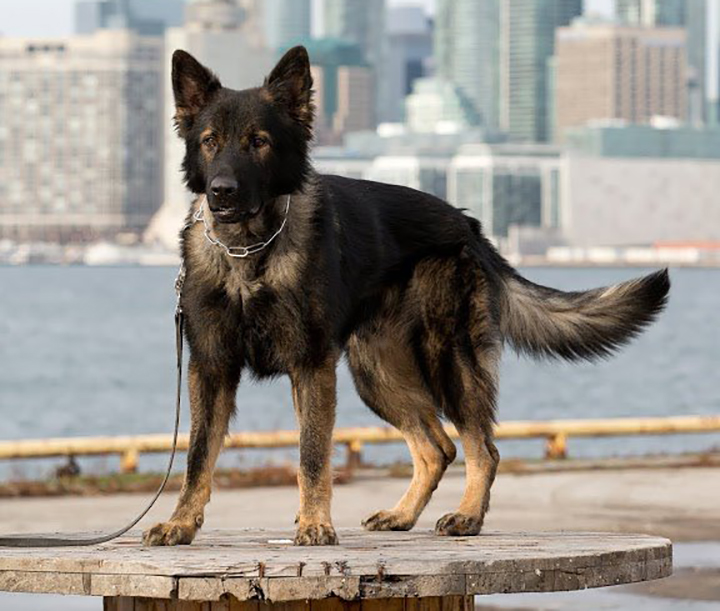 Police service dog Lonca is recovering after sustaining wounds to his neck from a machete attack, police said.