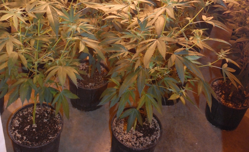 $1.4M marijuana grow-op busted in southern Alberta - image