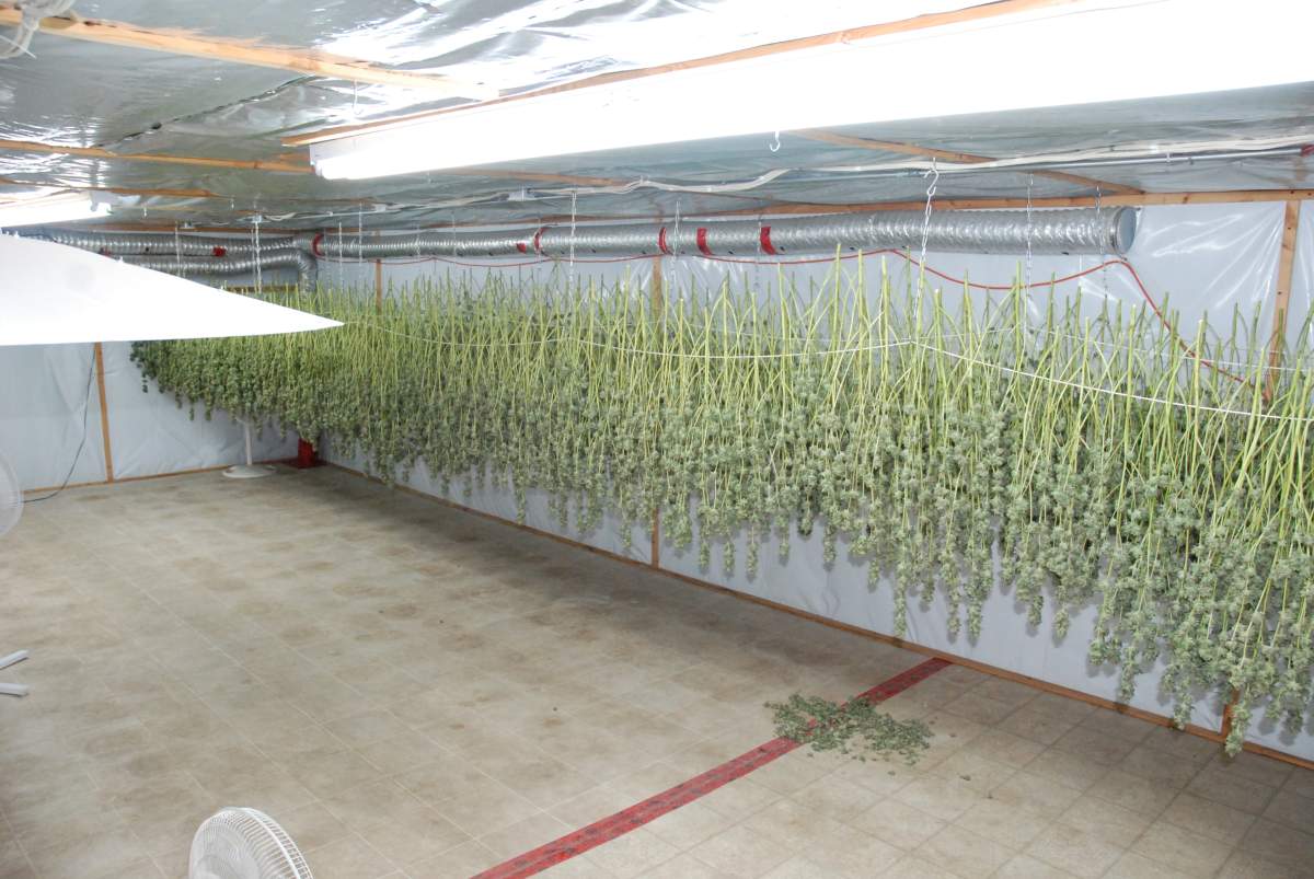 Marijuana grow up near Langdon, AB.