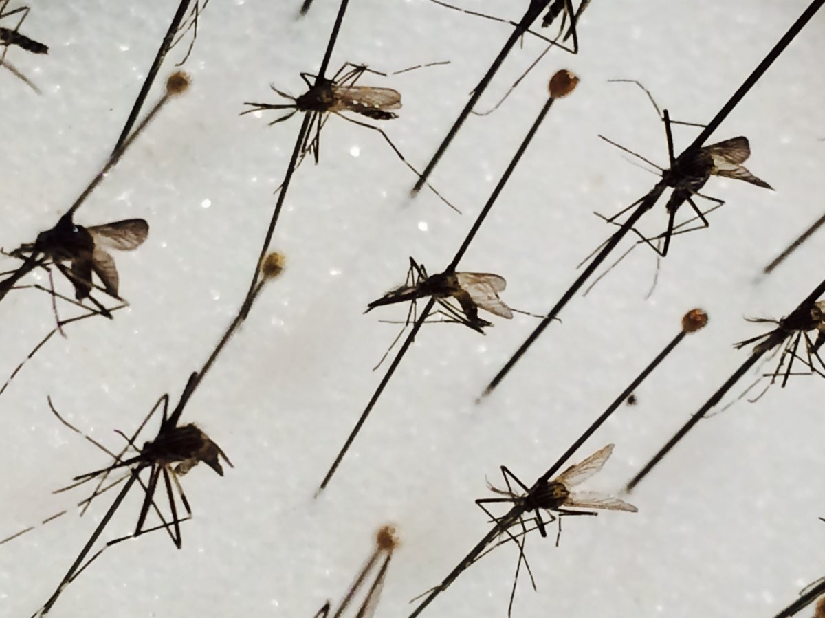 Tests on a Saskatchewan woman for a potentially sexually transmitted Zika virus infection were not conclusive.