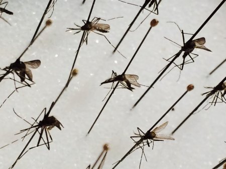 Disease-carrying Mosquito Reaches B.c. 