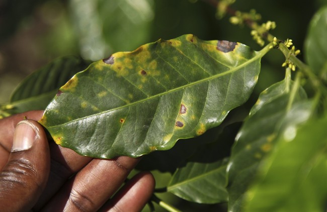In this photo taken Wednesday, Oct. 21, 2015, coffee farmer Luka Kinyere shows plants infected with leaf rust, a fungal disease that coffee production experts there say has become more prevalent because of rising temperatures, in Kasese, in the foothills of the Rwenzori Mountains near the border with Congo, in western Uganda. Here coffee is the lifeblood of many families but their success is threatened by climate change, which has warmed the region over the years, encouraging pests and diseases and bringing erratic but intense rains that erode fertile earth. (AP Photo/Stephen Wandera).