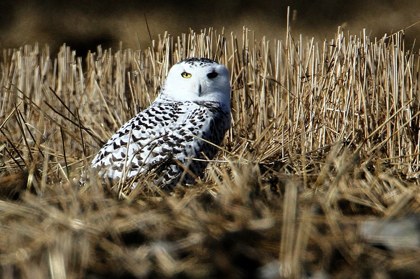 Oak Hammock Marsh celebrates 25 years educating Manitobans about ...