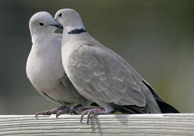 This file photo shows two turtle doves in St. George Island, Fla. 