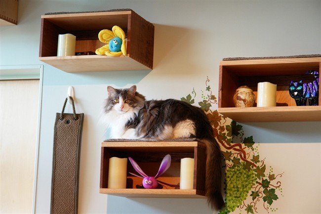 Whether it's a new kitten, an older rescue or an addition to your cat family, choosing just the right gear and tweaking your home is key to keeping felines safe, sane and stimulated.