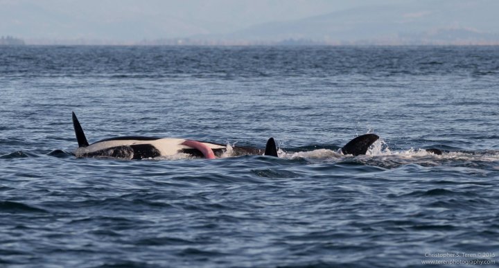 PHOTOS: Transient orcas seen frolicking off Saturna Island | Globalnews.ca