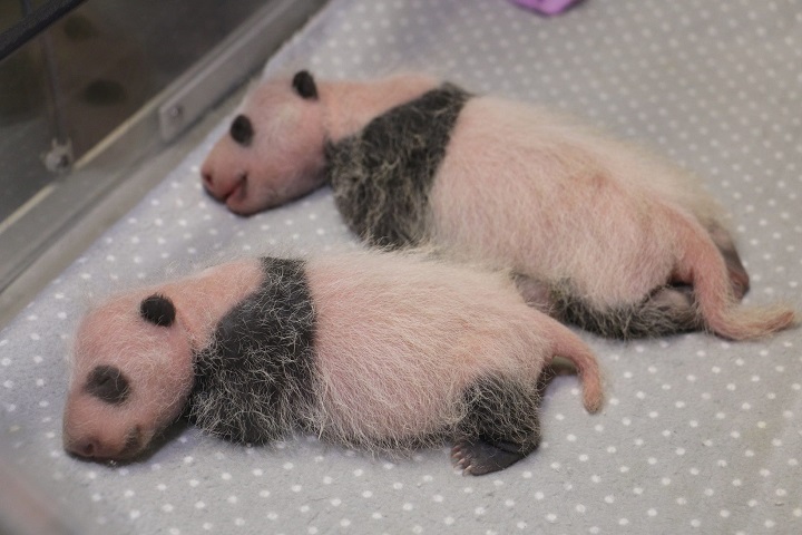 The 21-day-old panda cubs are "progressing quite well," according to a report from the Toronto Zoo.