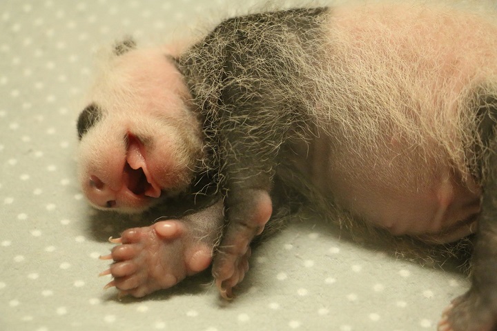 Photos: Panda Cubs Thriving At Toronto Zoo - Toronto 