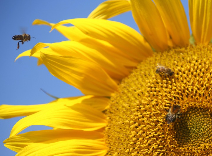 Bees fly onto a sunflower.