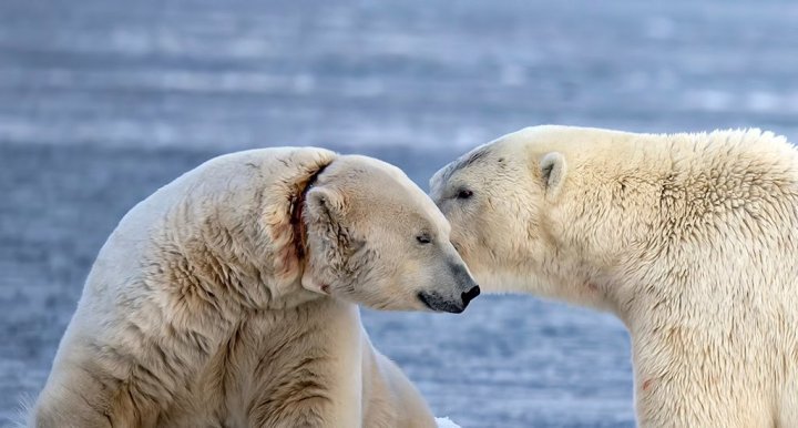 Is this polar bear really being choked by a research collar ...