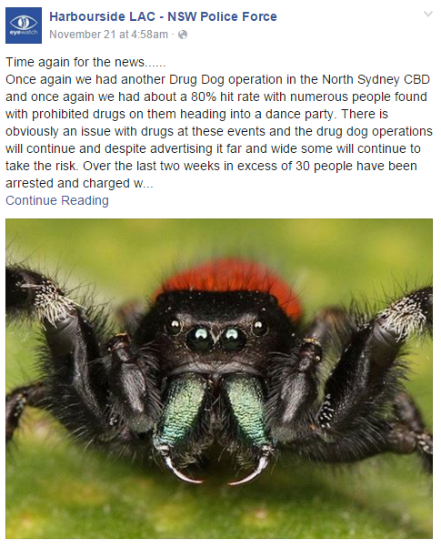 Australian police respond to ‘domestic incident’; find man screaming at spider - image