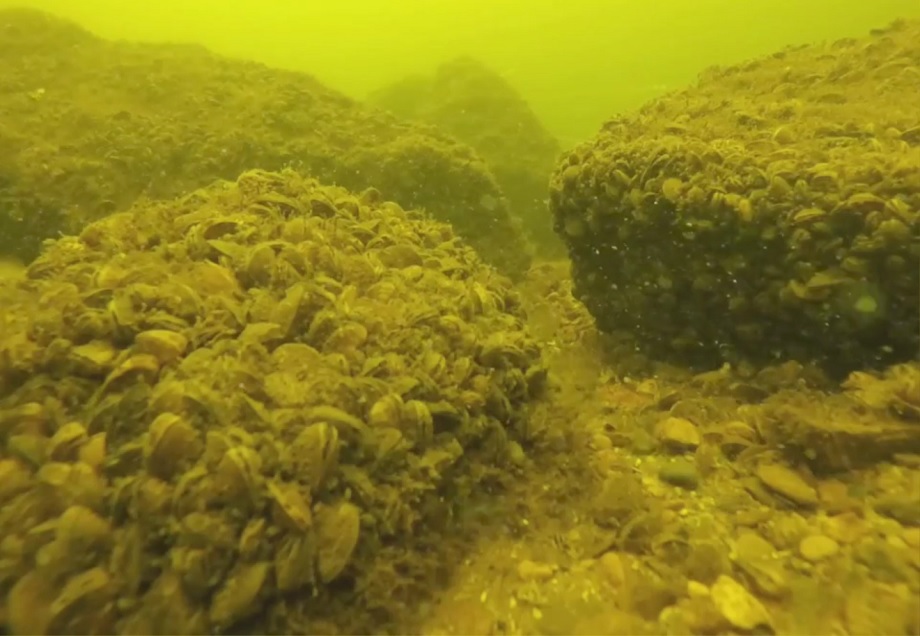 Борбата за предпазване на инвазивните миди от увреждане на пр н е