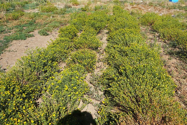 This Aug. 12, 2012, photo, taken at a research farm at the University of Nevada, Reno, and provided by the university, shows curly cup gumweed, a sticky cousin of the sunflower that is the target of research into efforts to use it to produce biofuels. UNR environmental sciences professor Glenn Miller and a team of scientists are in the second year of a four-year project funded by a $500,000 grant from the USDA.