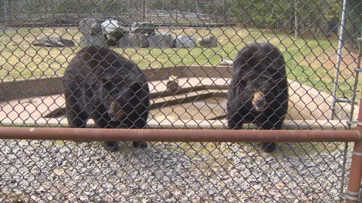 Ginger and Cinnamon, bears that had been living at Shubenacadie Park, have been put down. 