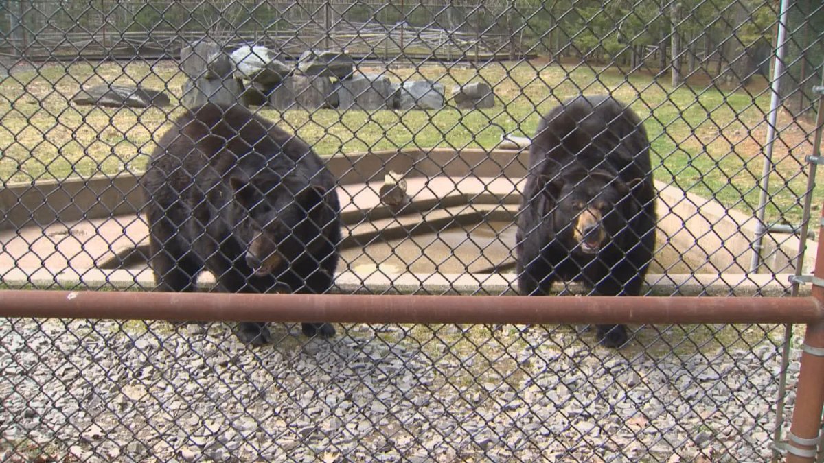Ginger and Cinnamon, bears that had been living at Shubenacadie Park, have been put down. 