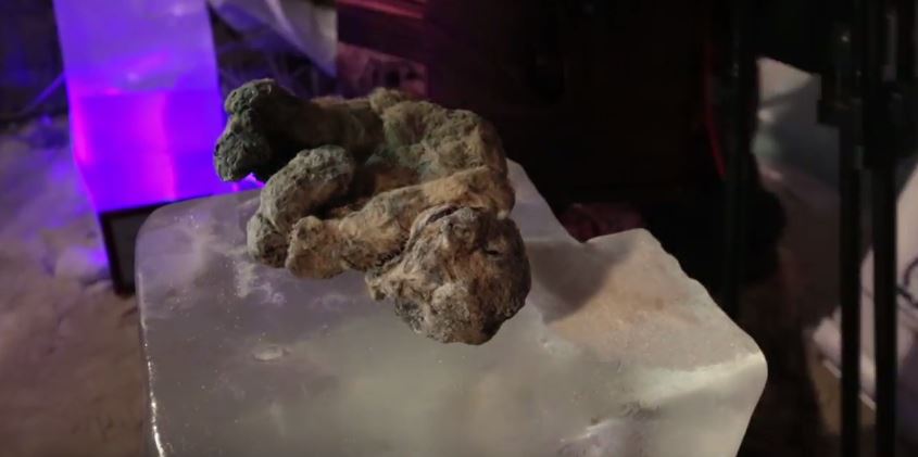 A screenshot of one of the 12,000-year-old lion cubs found preserved in Siberia.