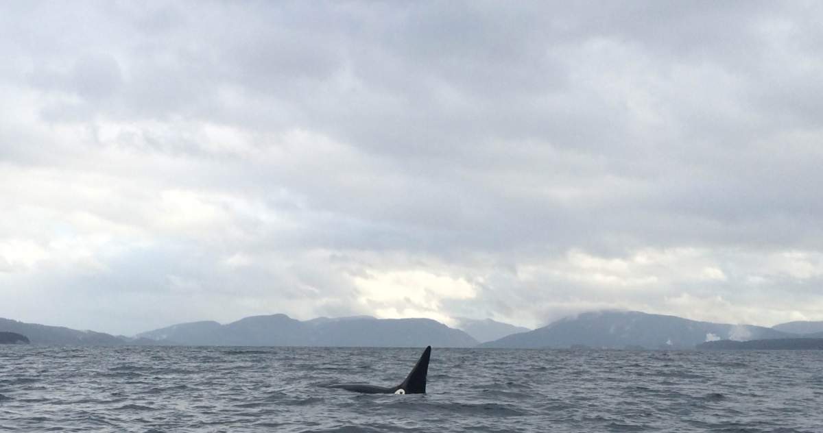 Bigg's killer whale T077A seen Monday in Stuart Channel, BC with possible float and rope entanglement.