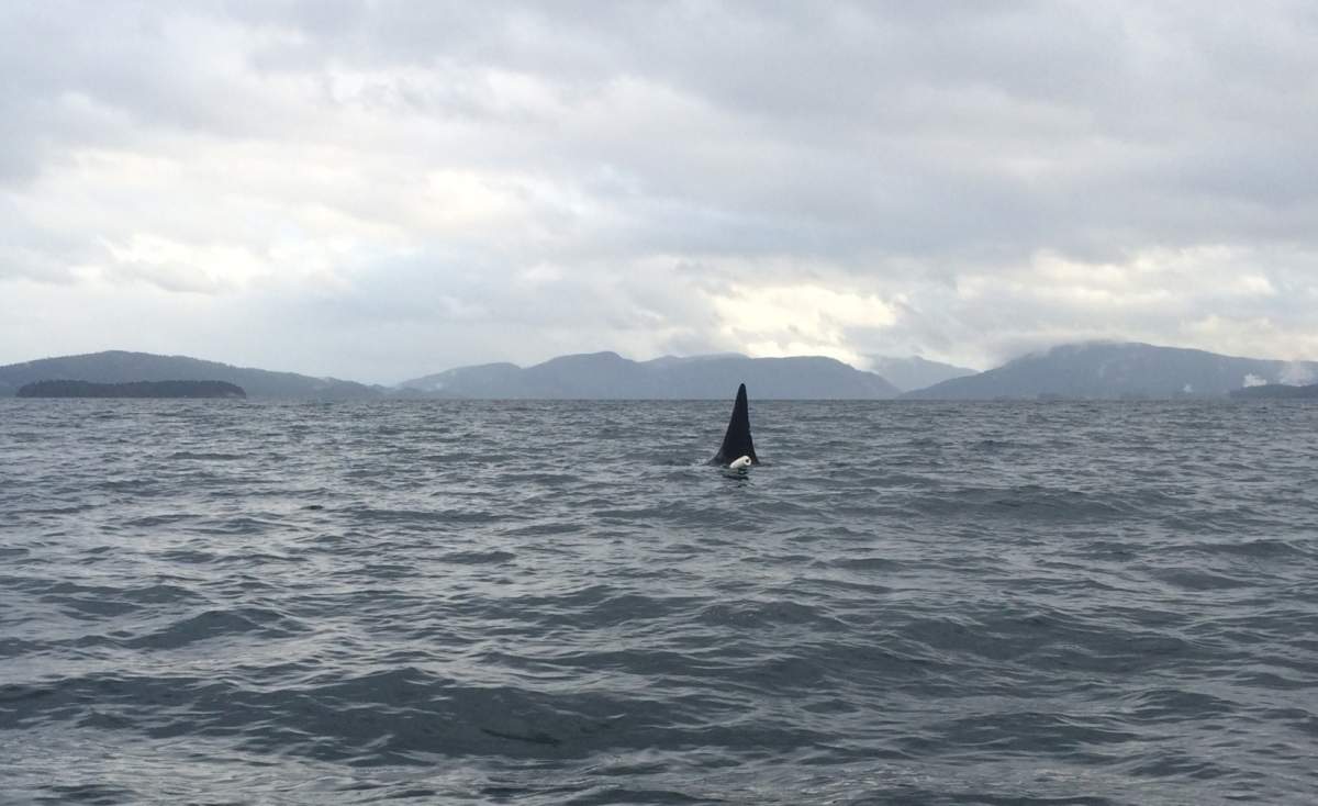Bigg’s killer whale T077A seen Monday in Stuart Channel, BC with possible float and rope entanglement.