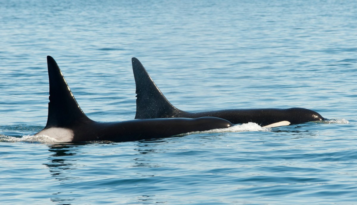 UPDATE: Popular orca possibly entangled in rope spotted 'free and