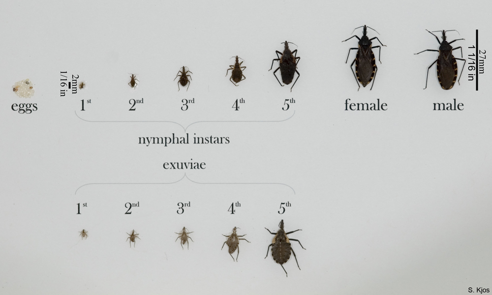 Various Triatomine bugs in all life stages.
