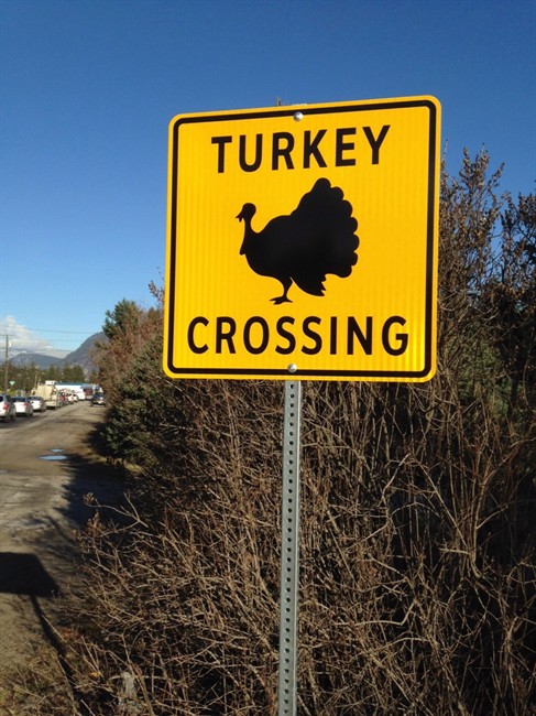 B.C. town installs turkey-crossing signs - image