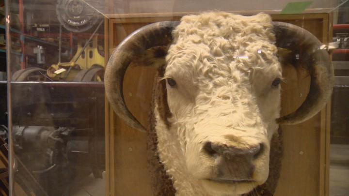 Secrets from behind the scenes of the Western Development Museum - image