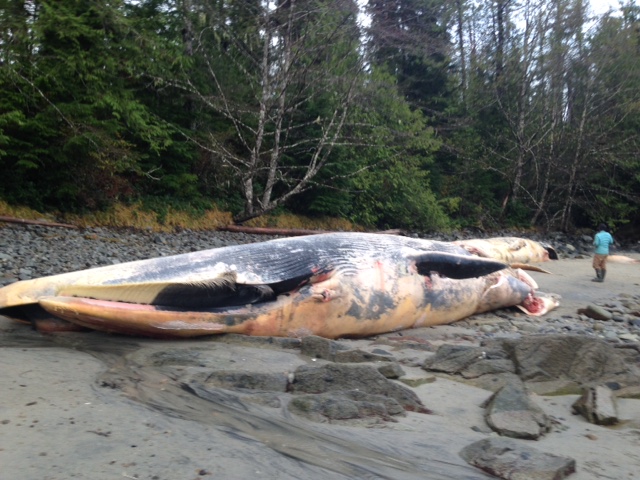 Questions raised after carcasses of 3 dead fin whales found near Bella Bella - image