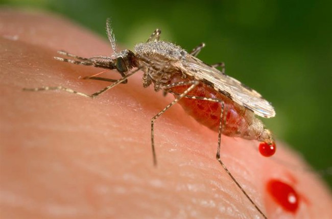 Genetically modified mosquitoes to help fight the spread of Zika virus - image
