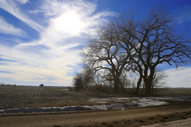 FILE - In this Jan. 16, 2015 file photo, trees dominate a field through which the Keystone XL pipeline is planned to run, near Bradshaw, Neb.